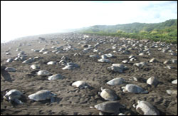 Nosara Paradise Rentals